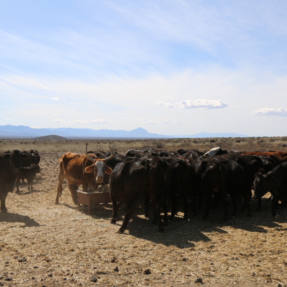 Cattle crowded in around the trough
