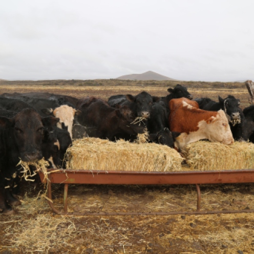 Drizzled-on cows the morning it showered on the ranch