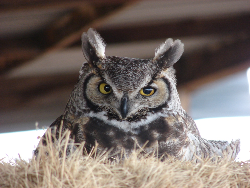 Owl in our haybarn