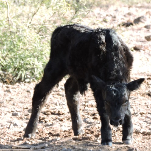 A newborn calf on the ranch