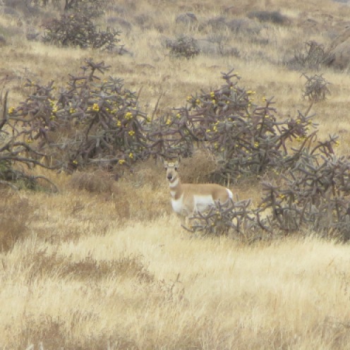 Antelope among Cholla cactus